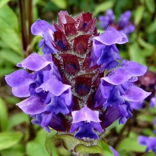 Прунелла великоквіткова Pagoda Violet p9