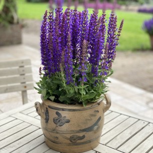 Шавлія дібровна Rianne 1.5 л