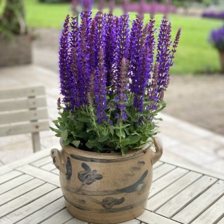 Шавлія дібровна Rianne 1.5 л