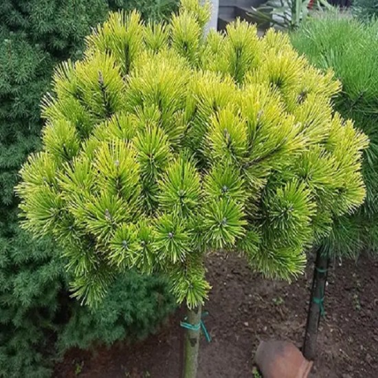 Сосна Pinus mugo Winter Gold на штамбі
