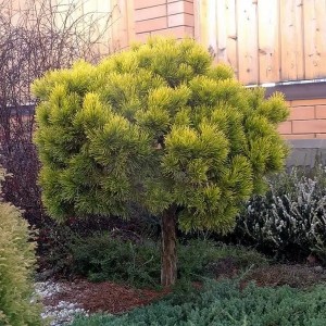 Сосна Pinus mugo Winter Gold на штамбі