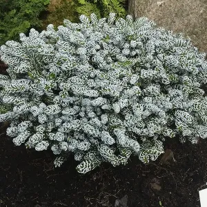 Ялиця корейська Kohouts Icebreaker