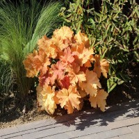 Гейхера Mega Caramel №11 2л