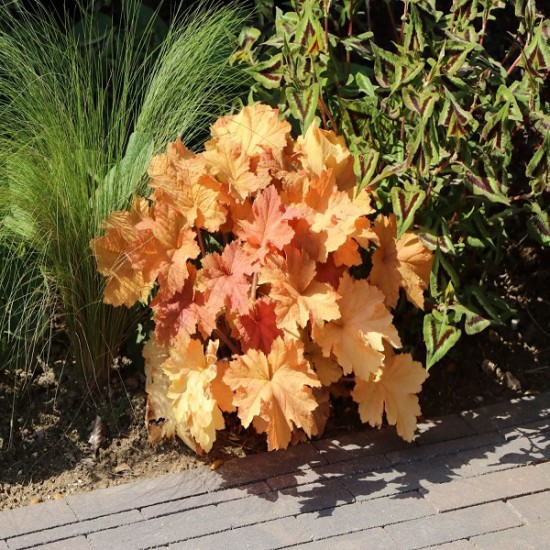 Гейхера Mega Caramel №11 2л