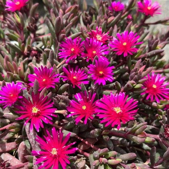 Делосперма Desert Dancer Purple р9