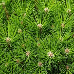 Сосна Pinus densiflora Low Glow на штамбі Сосна Pinus densiflora Low Glow на штамбі