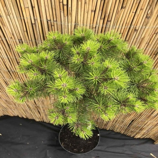 Сосна Pinus densiflora Low Glow на штамбі