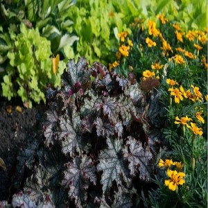 Гейхера Can Can №4 2л