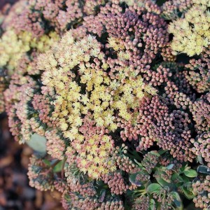 Седум Globe yellow 1,5л