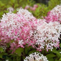 Гортензія Royal Flower р9