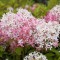 Гортензія Royal Flower р9