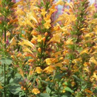 Агастахіс Kudos Yellow