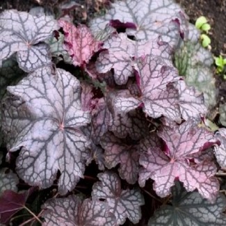 Гейхера Can Can №4 2л