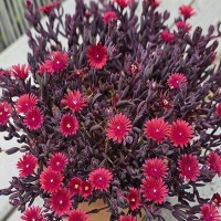 Делосперма Desert Dancer Red р9