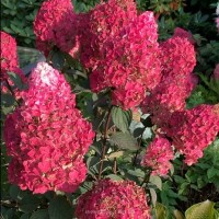 Гортензія Framboisine Rensam р9