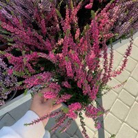 Верес Patricia (касетна розсада)