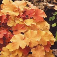 Гейхера Mega Caramel №11 2л