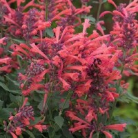 Агастахіс Kudos Coral