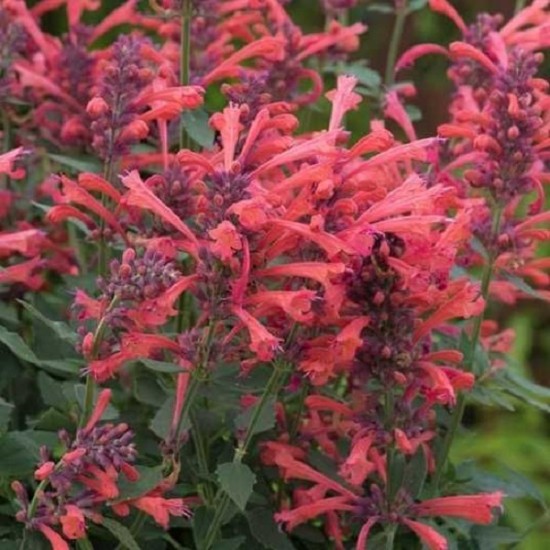 Агастахіс Kudos Coral