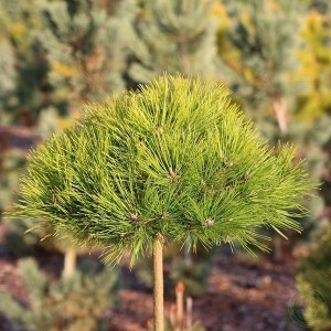 Сосна Pinus densiflora Low Glow на штамбі