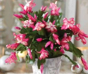 Кімнатні рослини