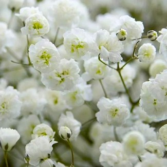 Гіпсофіла махрова біла р9