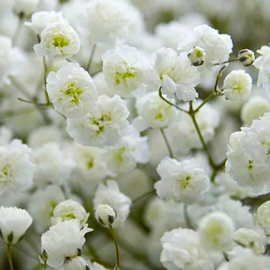 Гіпсофіла махрова біла р9