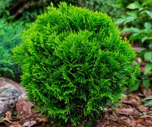 Хвойні рослини