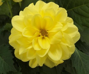 Штамбові рослини