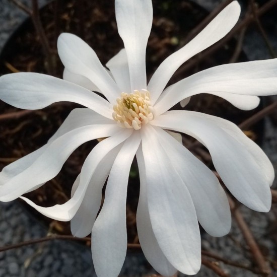 Магнолія зіркова Стелата 3-ох річна (80-110)