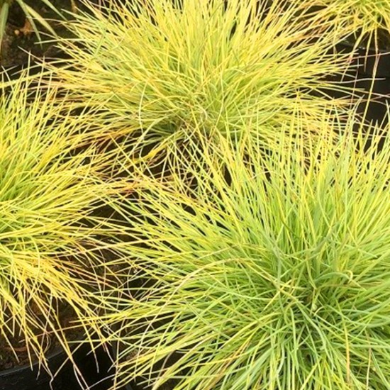 Вівсяниця Golden Toupee р9