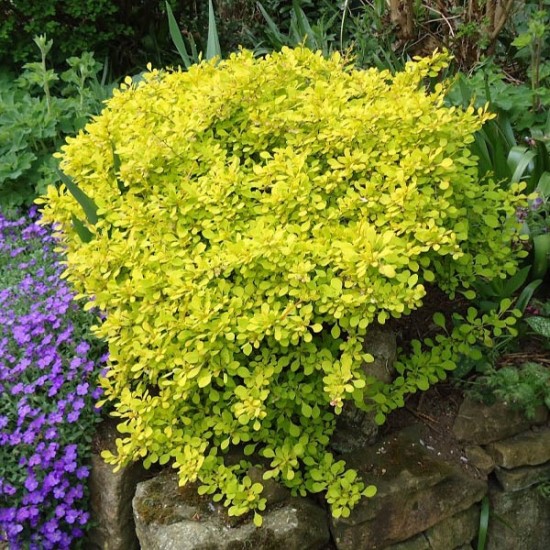 Барбарис Голден дрім р9