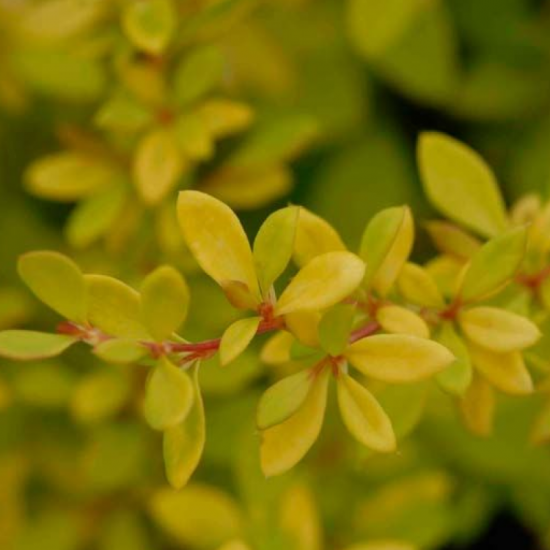 Барбарис Голден дрім р9