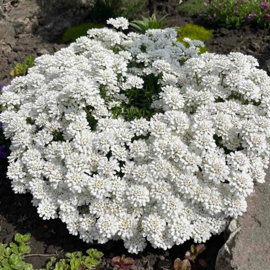 Іберіс білий р9