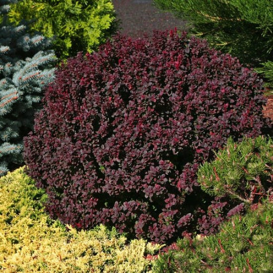 Барбарис Конкорд р9