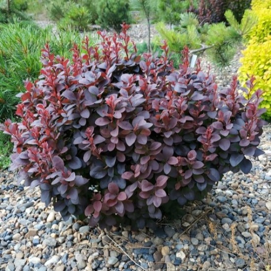 Барбарис Конкорд р9