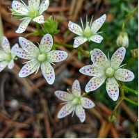 Ломикамінь Saxifraga Bronchialis р9