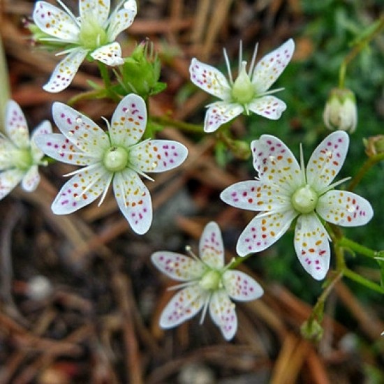 Ломикамінь Saxifraga Bronchialis р9