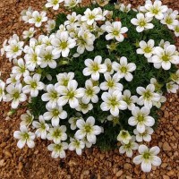Ломикамінь White Pixie р9