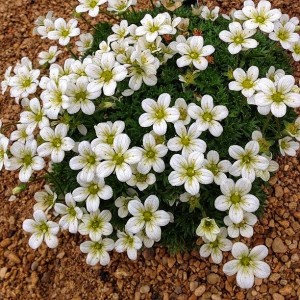 Ломикамінь White Pixie р9