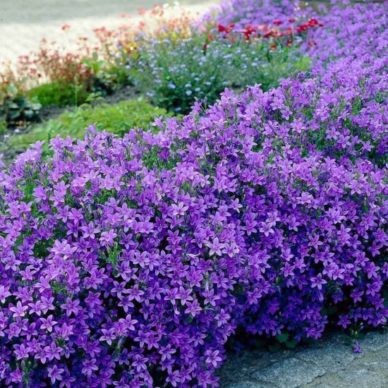 Кампанула Portenschlagiana Dome Blue р9