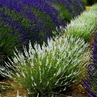 Лаванда Едельвейс (Edelweiss) р9