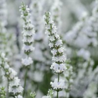 Лаванда Едельвейс (Edelweiss) р9