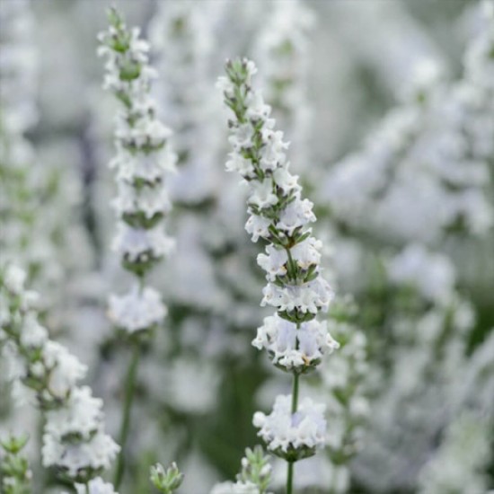 Лаванда Едельвейс (Edelweiss) р9