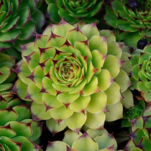 Молодило мікс