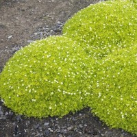 Мшанка Lime Moss (світла)  р9