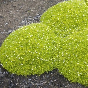 Мшанка Lime Moss (світла)  р9