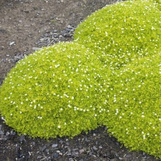 Мшанка Lime Moss (світла)  р9