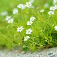 Мшанка Lime Moss (світла)  р9