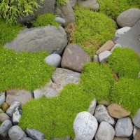 Мшанка Lime Moss (світла)  р9